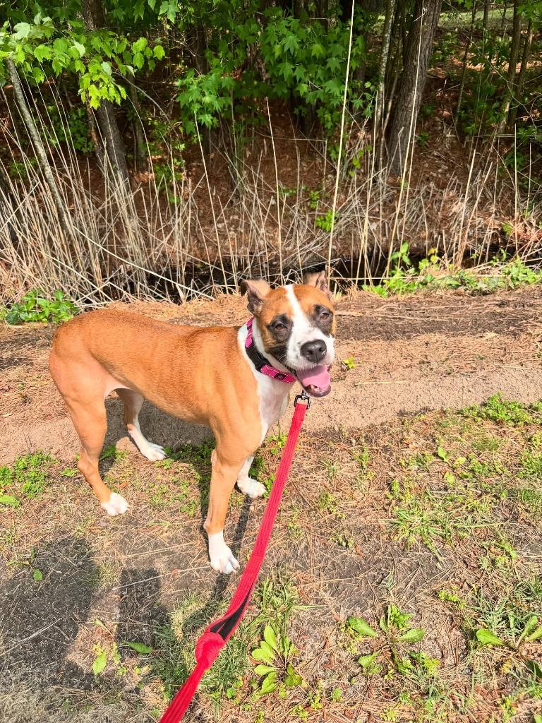 Enlarge Stalena, a Adoptable Boxer in Berlin, MD image 1/6