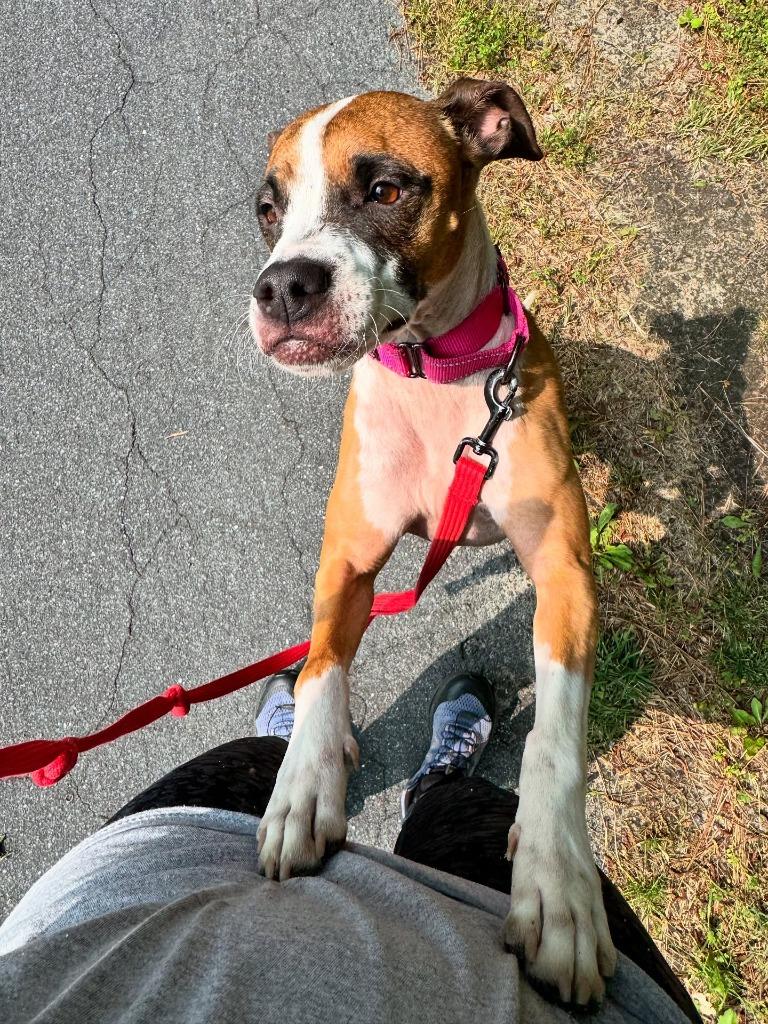 Enlarge Stalena, a Adoptable Boxer in Berlin, MD image 2/6