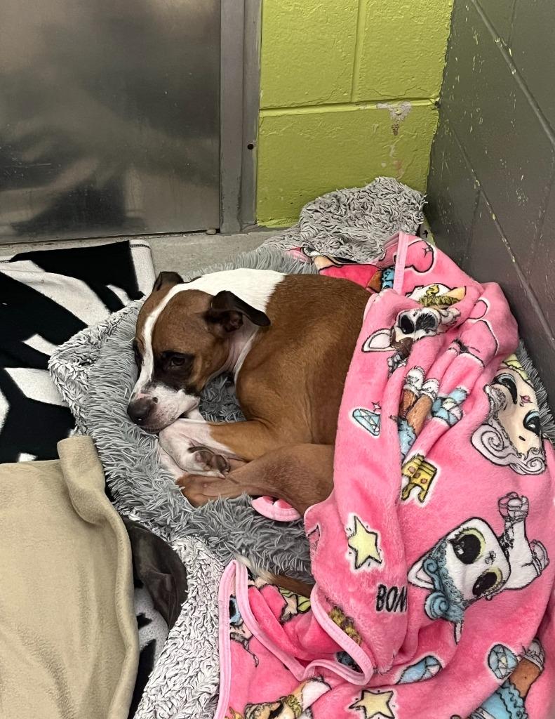 Enlarge Stalena, a Adoptable Boxer in Berlin, MD image 3/6