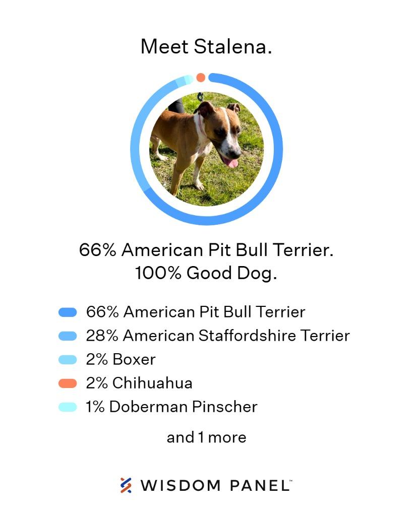 Enlarge Stalena, a Adoptable Boxer in Berlin, MD image 4/6