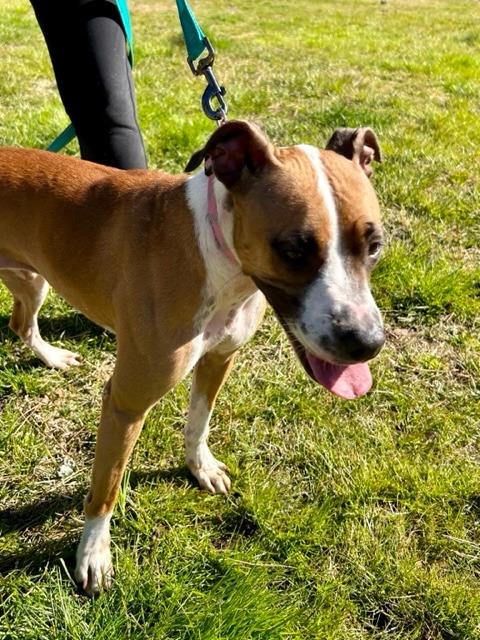Enlarge Stalena, a Adoptable Boxer in Berlin, MD image 5/6