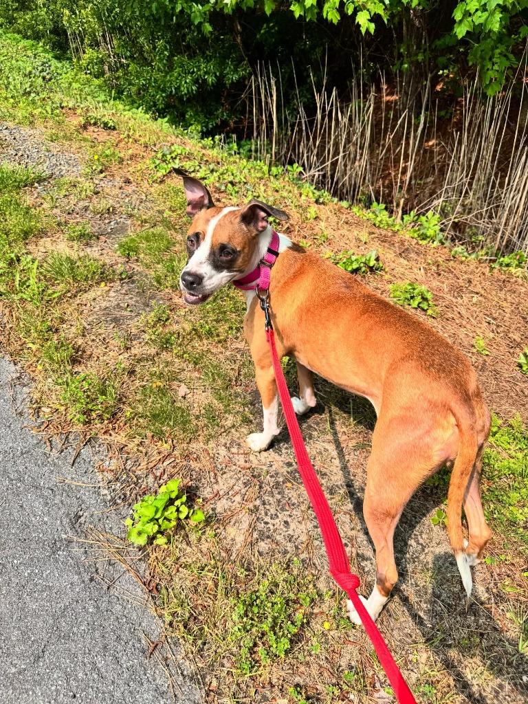 Enlarge Stalena, a Adoptable Boxer in Berlin, MD image 6/6