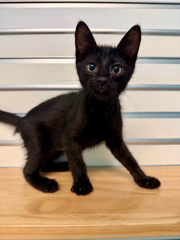 Freddie Meowcury, Adoptable, Kitten Male Domestic Short Hair.