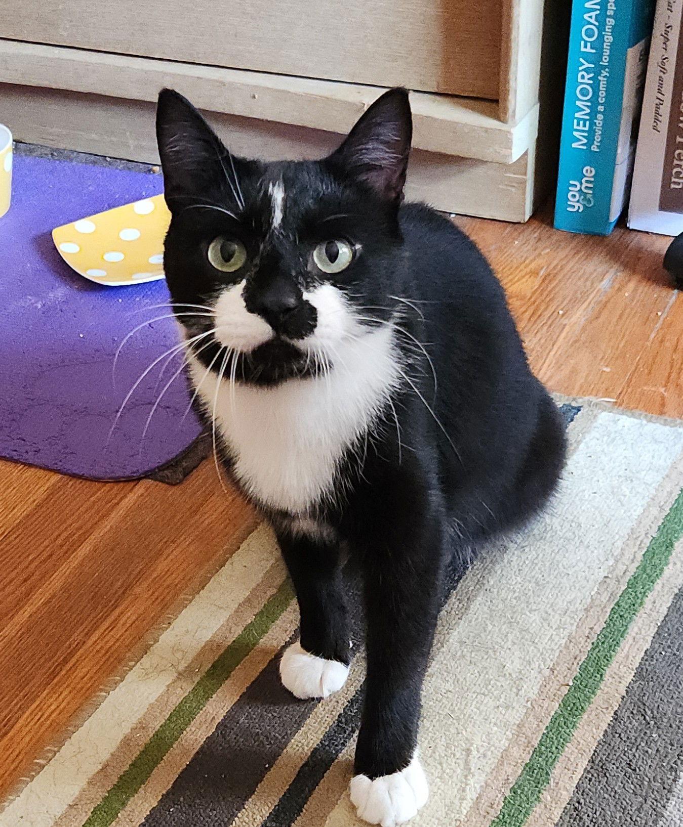 RUGGLES, Adoptable, Young Male Domestic Short Hair.