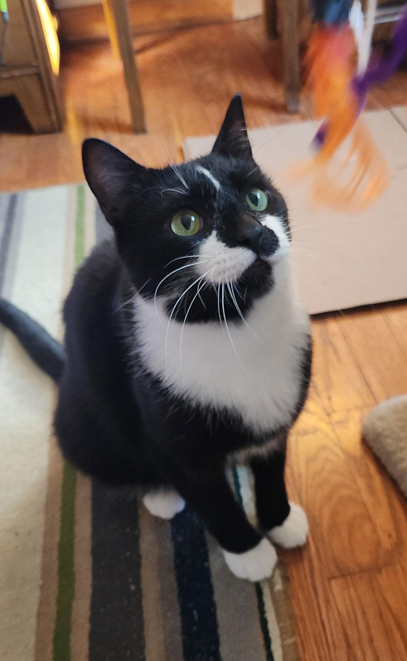 Enlarge RUGGLES, a Adoptable Domestic Short Hair in Northfield, OH image 2/3