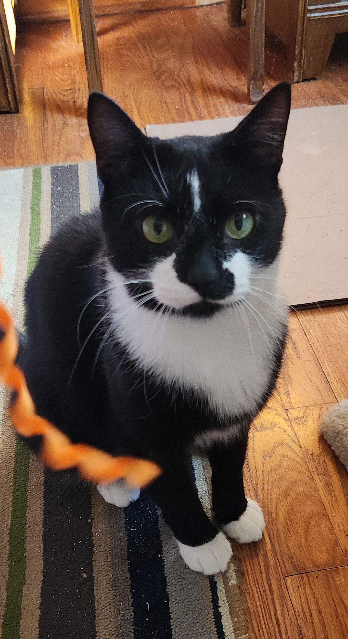 Enlarge RUGGLES, a Adoptable Domestic Short Hair in Northfield, OH image 3/3