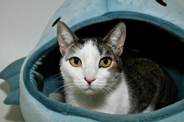 Enlarge Ali, a Adoptable mixed breed in Oceanside, CA image 1/1