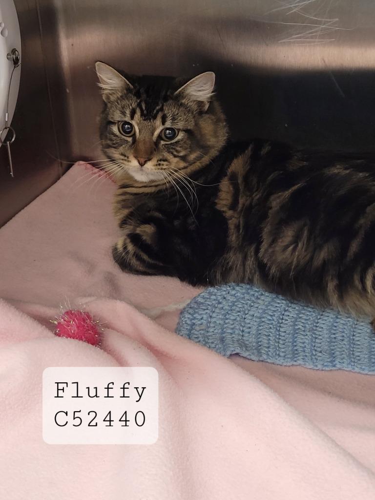 Fluffy, Adoptable, Young Male Domestic Medium Hair.