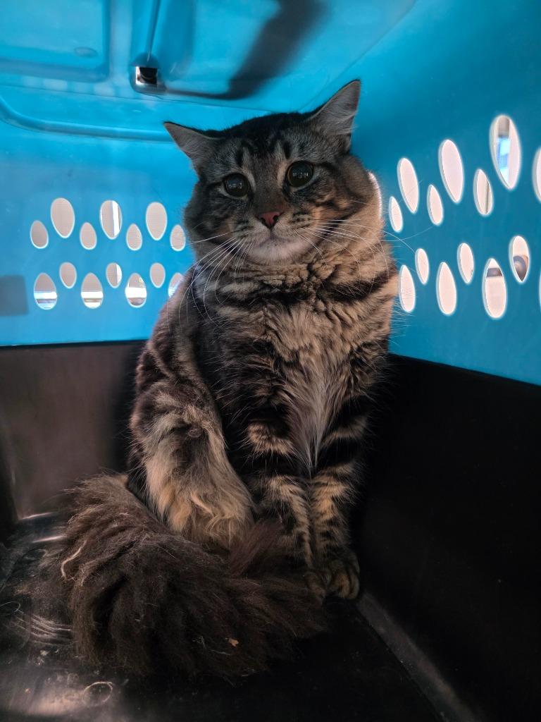 Enlarge Fluffy, a Adoptable mixed breed in Clarksville, TN image 2/2