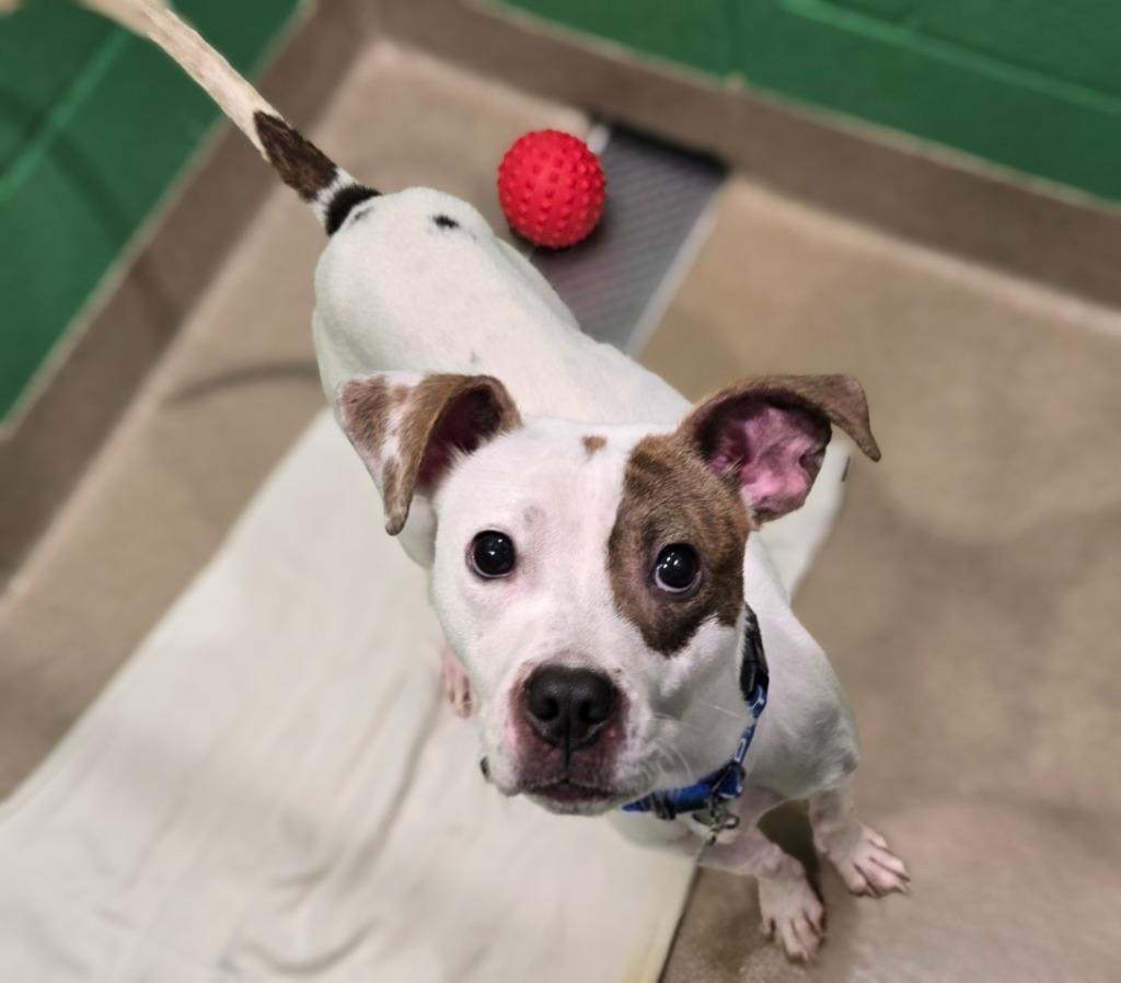 Enlarge Andy, a Adoptable Terrier in North Syracuse, NY image 1/2