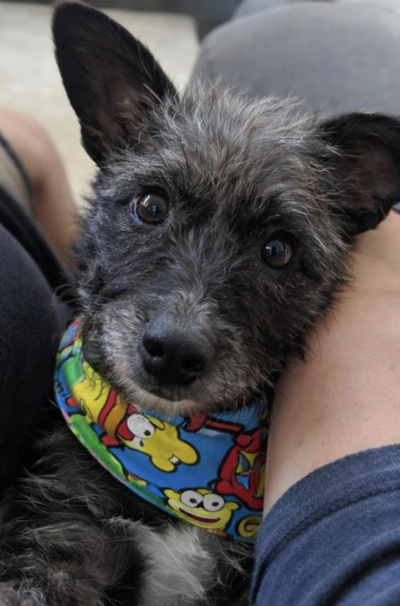 Enlarge Elsie, a Adoptable mixed breed in Boston, MA image 4/6