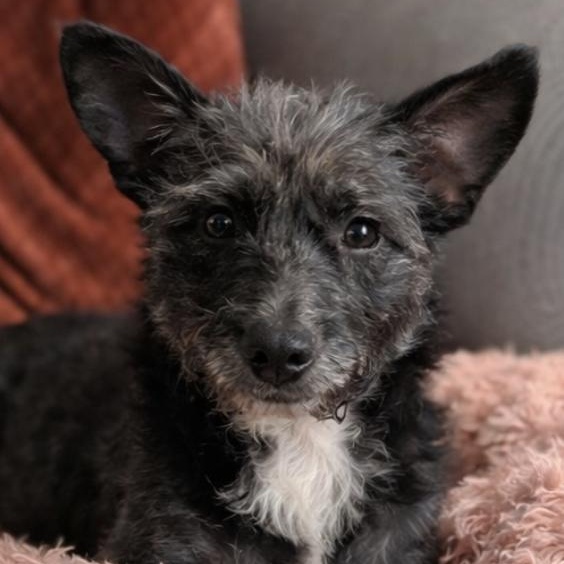 Elsie, Adoptable, Young Female Terrier & Poodle (Toy).