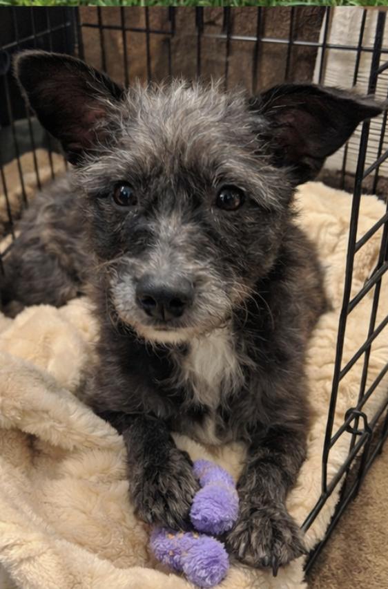 Enlarge Elsie, a Adoptable mixed breed in Boston, MA image 6/6