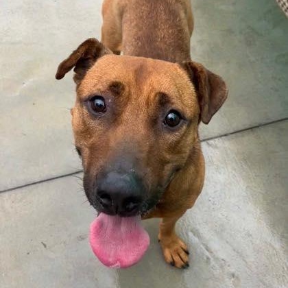 Copper (20260201-02)