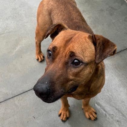 Copper (20260201-02) — thumbnail 2