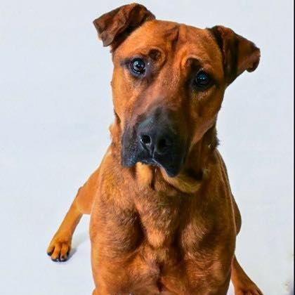 Copper (20260201-02) — thumbnail 3