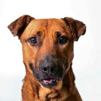 Copper (20260201-02) — thumbnail 4