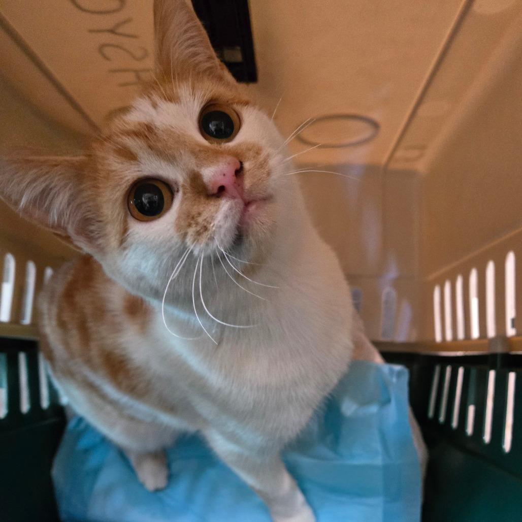 Cayenne — thumbnail 3