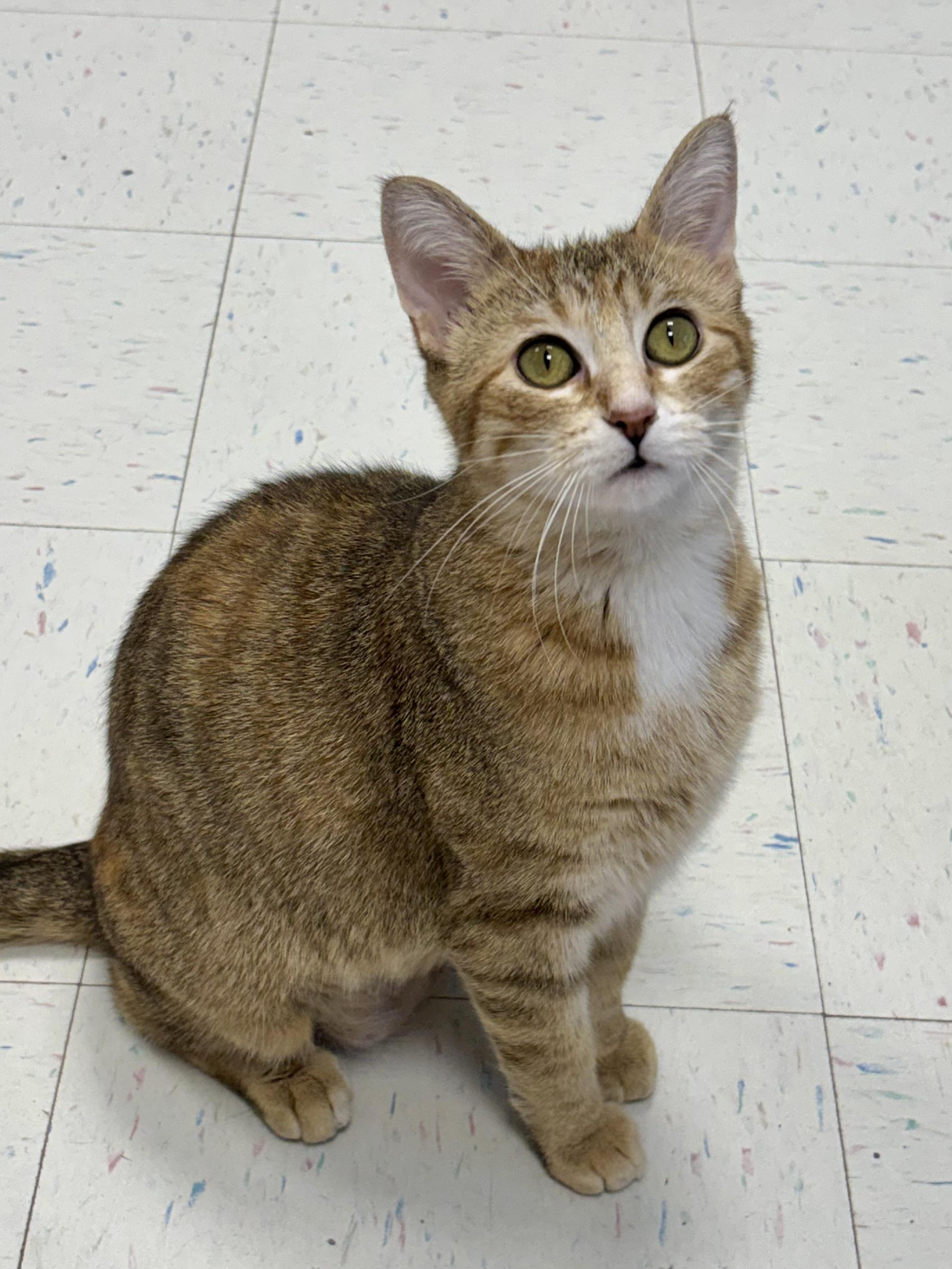 Whisper, ADOPTABLE, Young Female Domestic Short Hair.