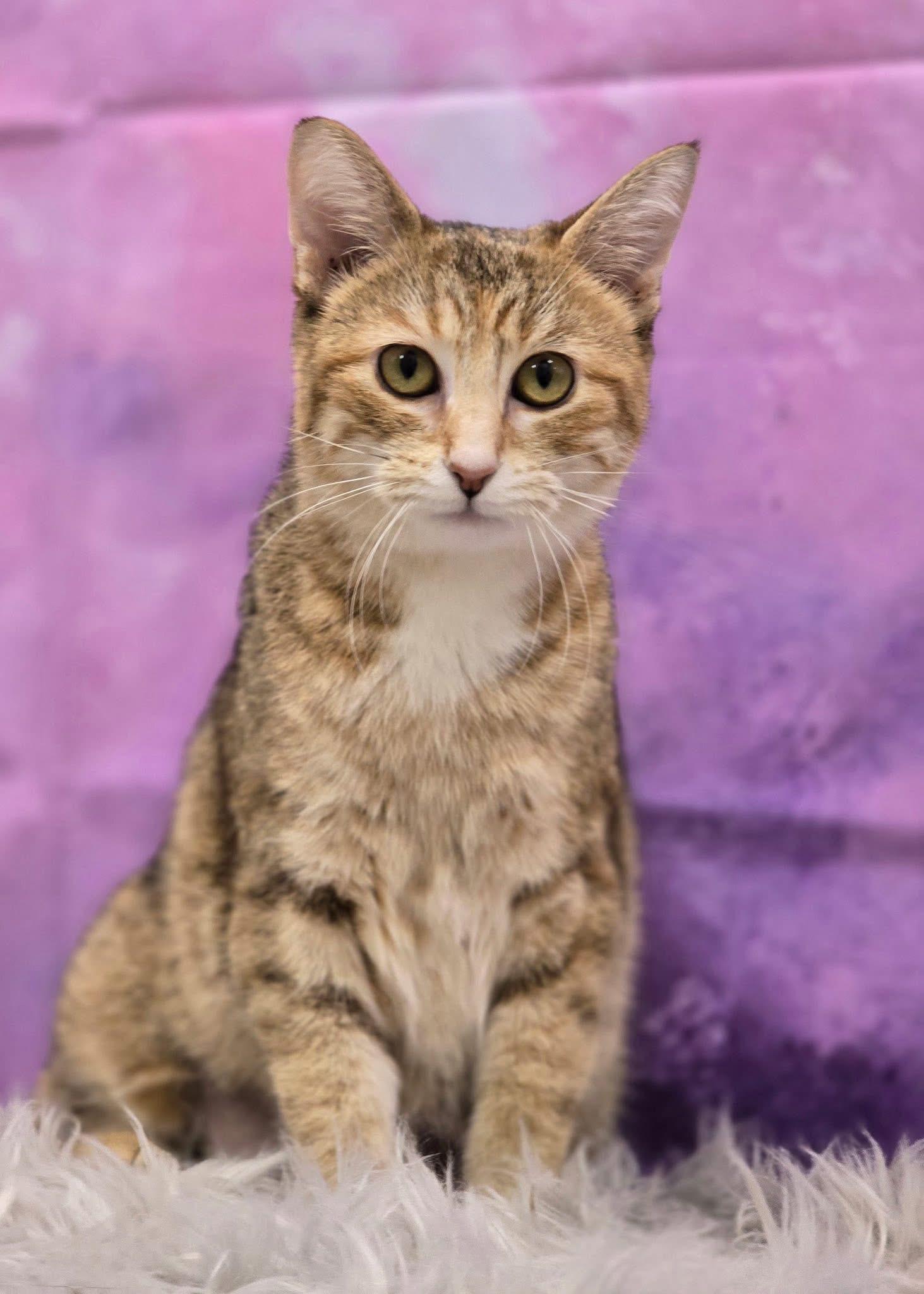 Enlarge Whisper, a ADOPTABLE Domestic Short Hair in Effingham, IL image 2/2