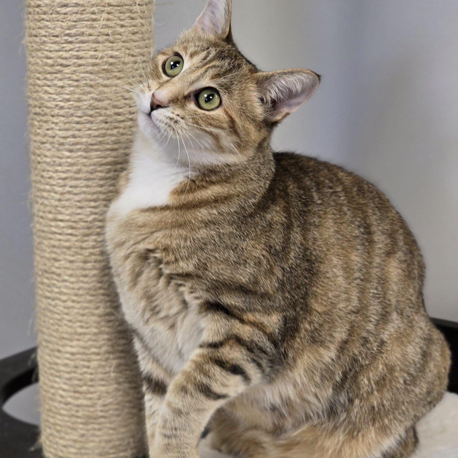 Enlarge Whisper, a ADOPTABLE Domestic Short Hair in Effingham, IL image 1/3