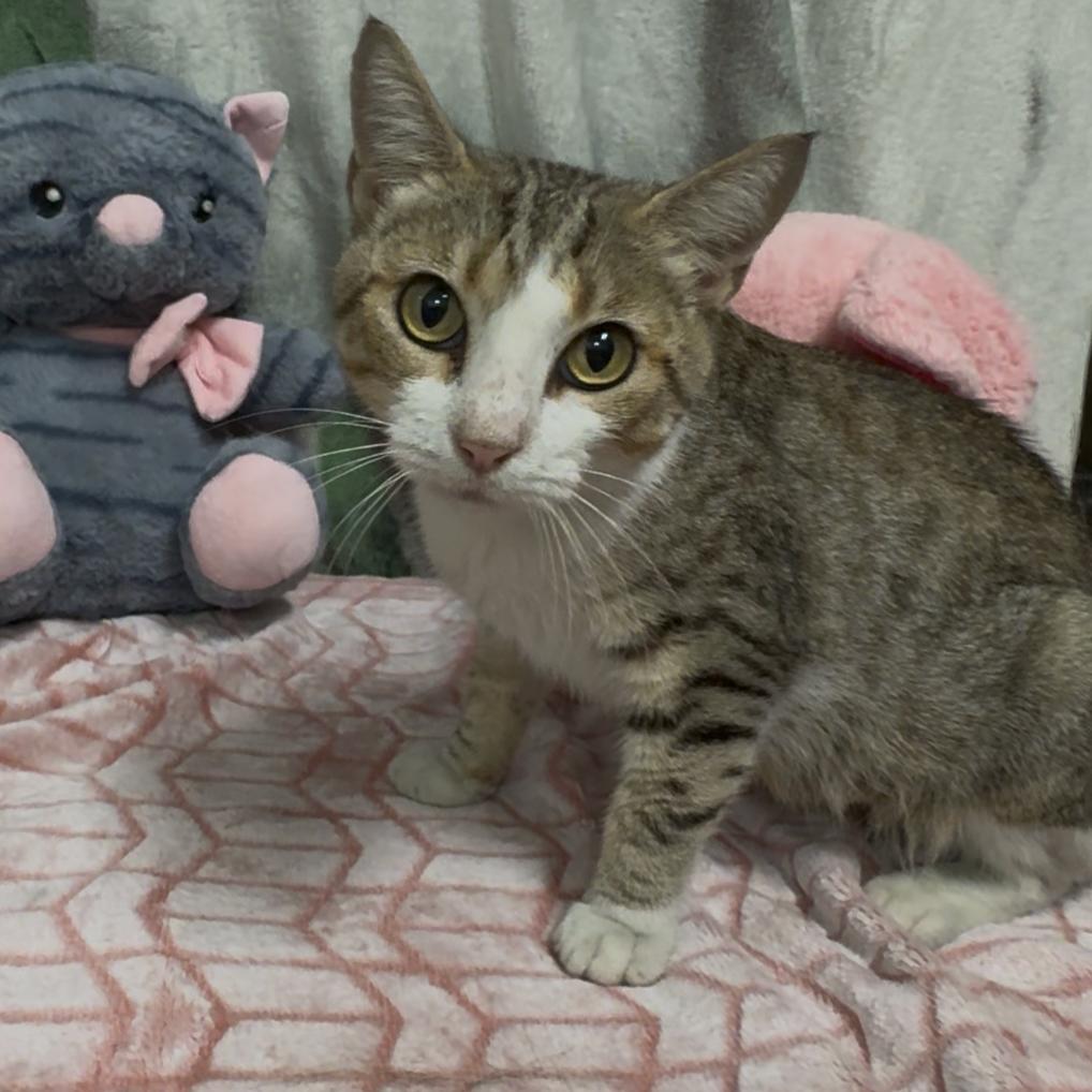Drewry, Adoptable, Young Female Domestic Short Hair.