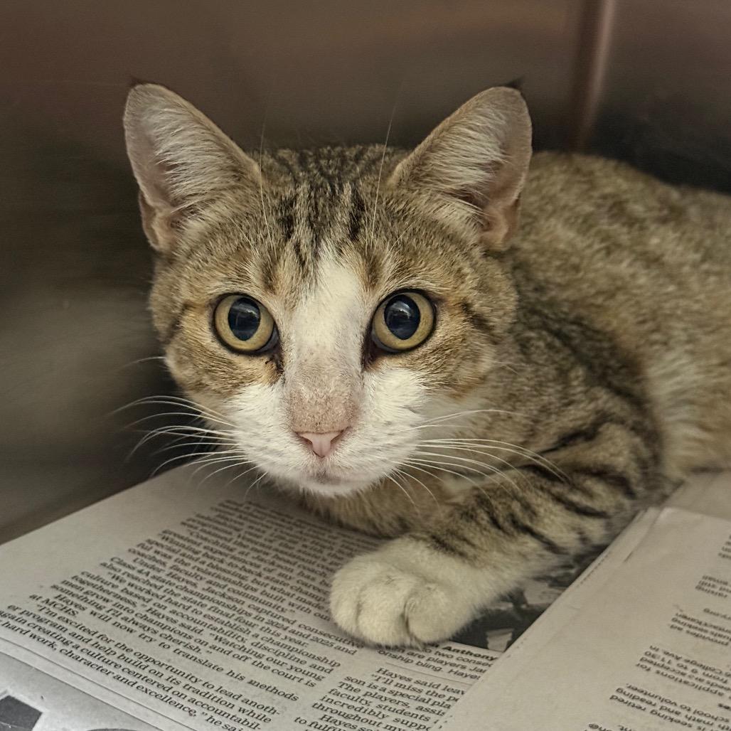 Enlarge Drewry, a Adoptable Domestic Short Hair in Monroeville, AL image 2/3