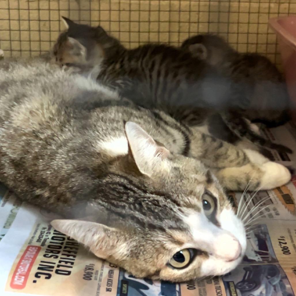 Enlarge Drewry, a Adoptable Domestic Short Hair in Monroeville, AL image 3/3