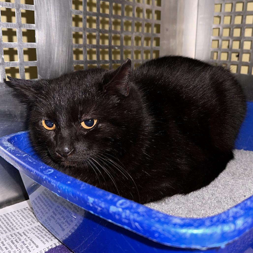 Khalani, Adoptable, Senior Female Domestic Short Hair.