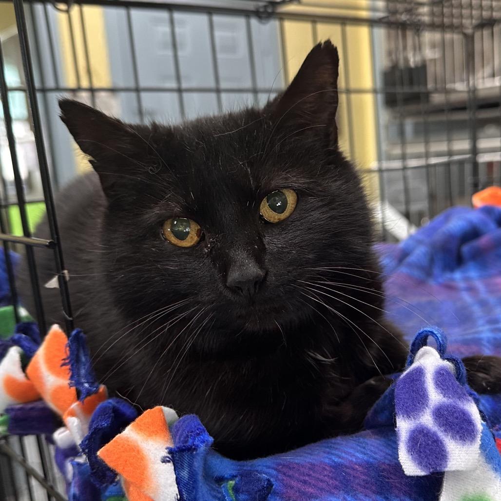 Enlarge Khalani, a Adoptable Domestic Short Hair in Mount Vernon, IN image 2/2