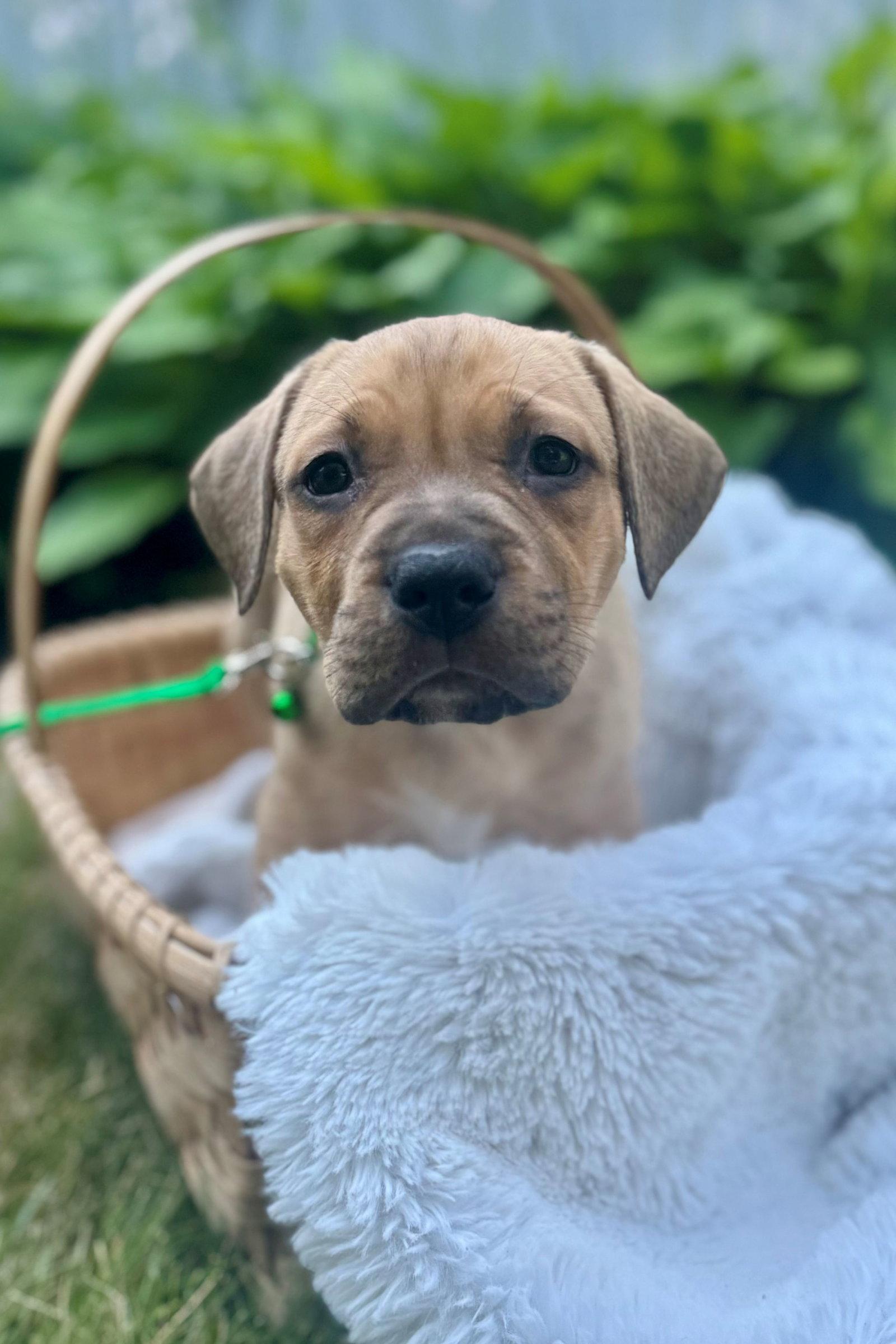 Louie, Adopted, Puppy Male Pit Bull Terrier.