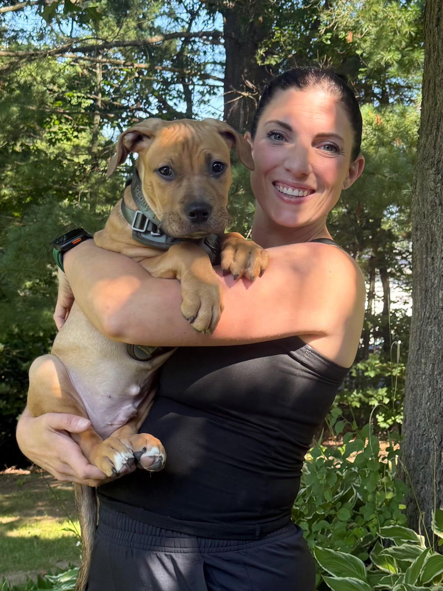 Enlarge Louie, a Adopted Pit Bull Terrier in Framingham, MA image 2/3