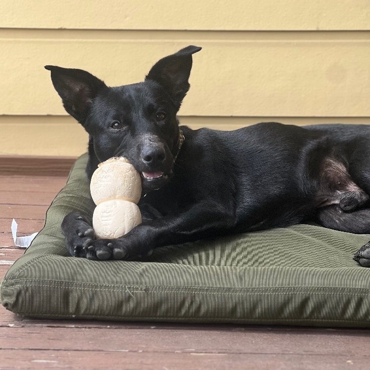 Dog for adoption Kili, a Mixed Breed in Houston, TX Petfinder