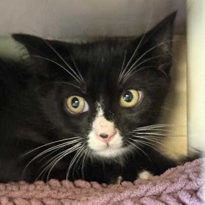 Enlarge Shark, a Adoptable Domestic Short Hair in Lansing, MI image 1/1