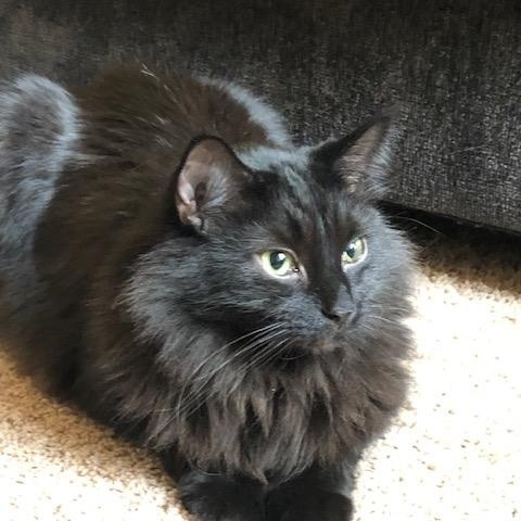 Murry, Adoptable, Adult Male Domestic Medium Hair.