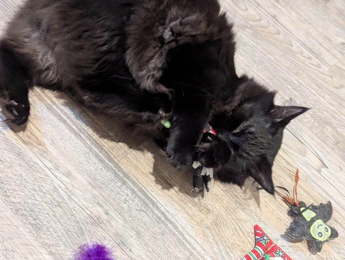 Murry, a Adoptable Domestic Medium Hair in Midland, MI image 6/6