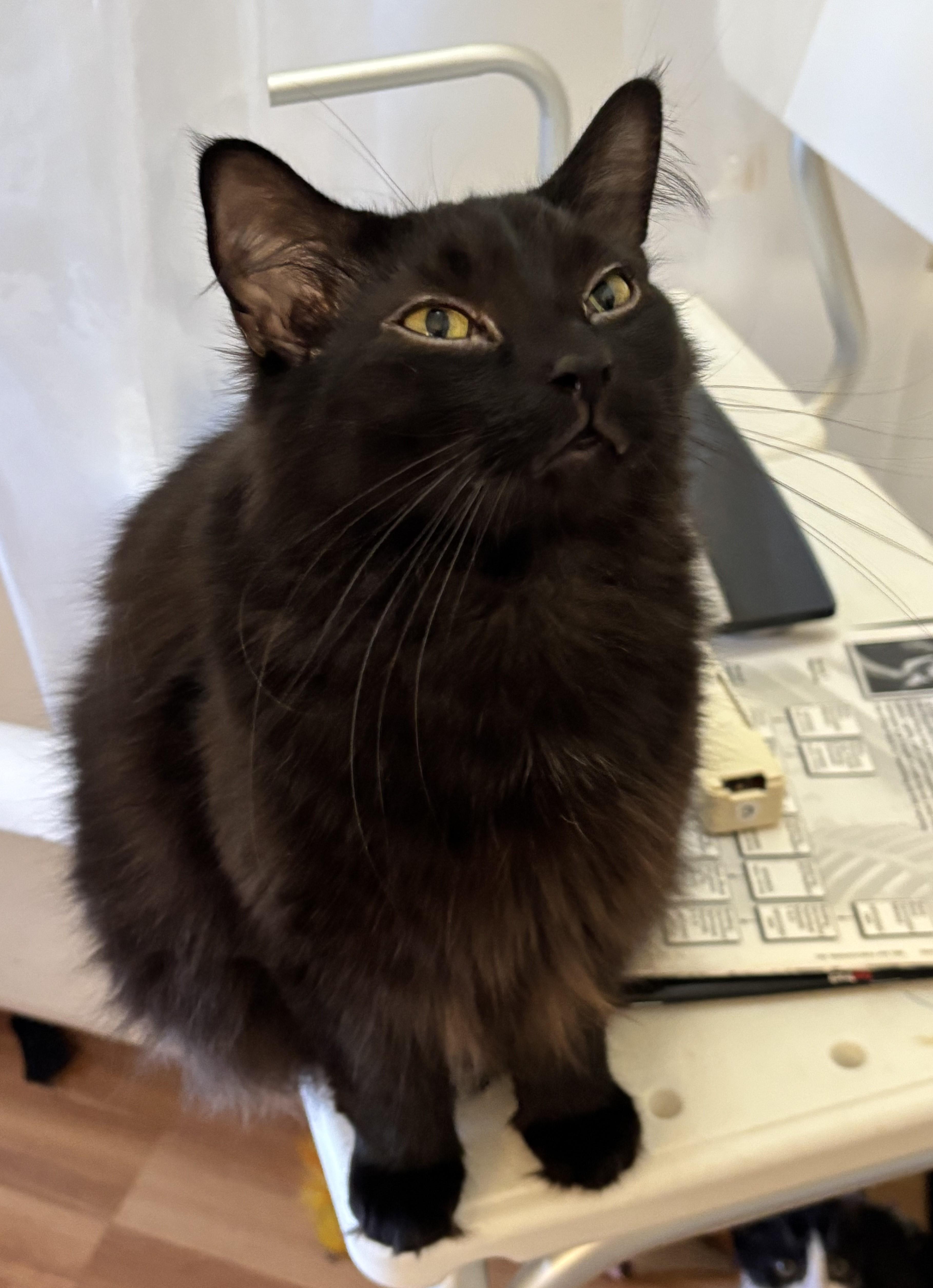 Murry, a Adoptable Domestic Medium Hair in Midland, MI image 4/6