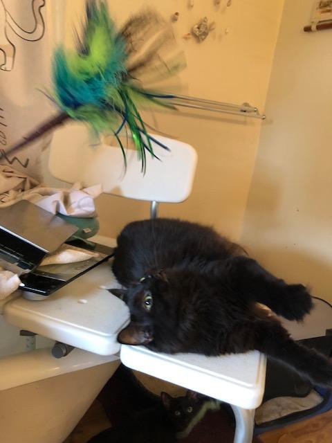 Murry, a Adoptable Domestic Medium Hair in Midland, MI image 5/6