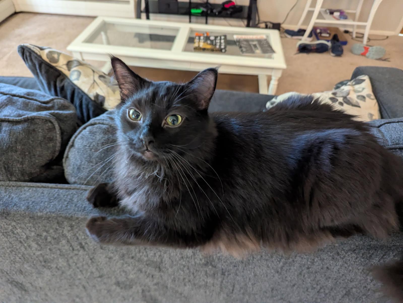 Murry, a Adoptable Domestic Medium Hair in Midland, MI image 2/6