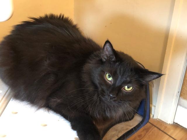 Murry, a Adoptable Domestic Medium Hair in Midland, MI image 3/6