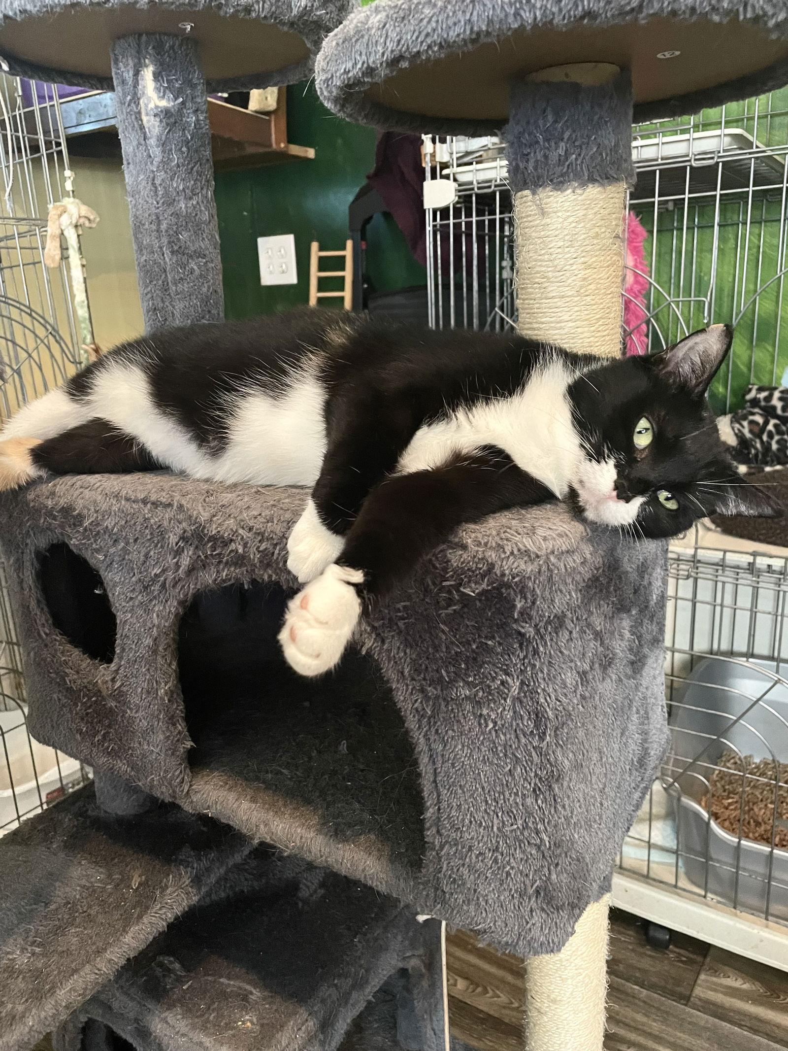 Charlie, Adoptable, Adult Female Domestic Short Hair.