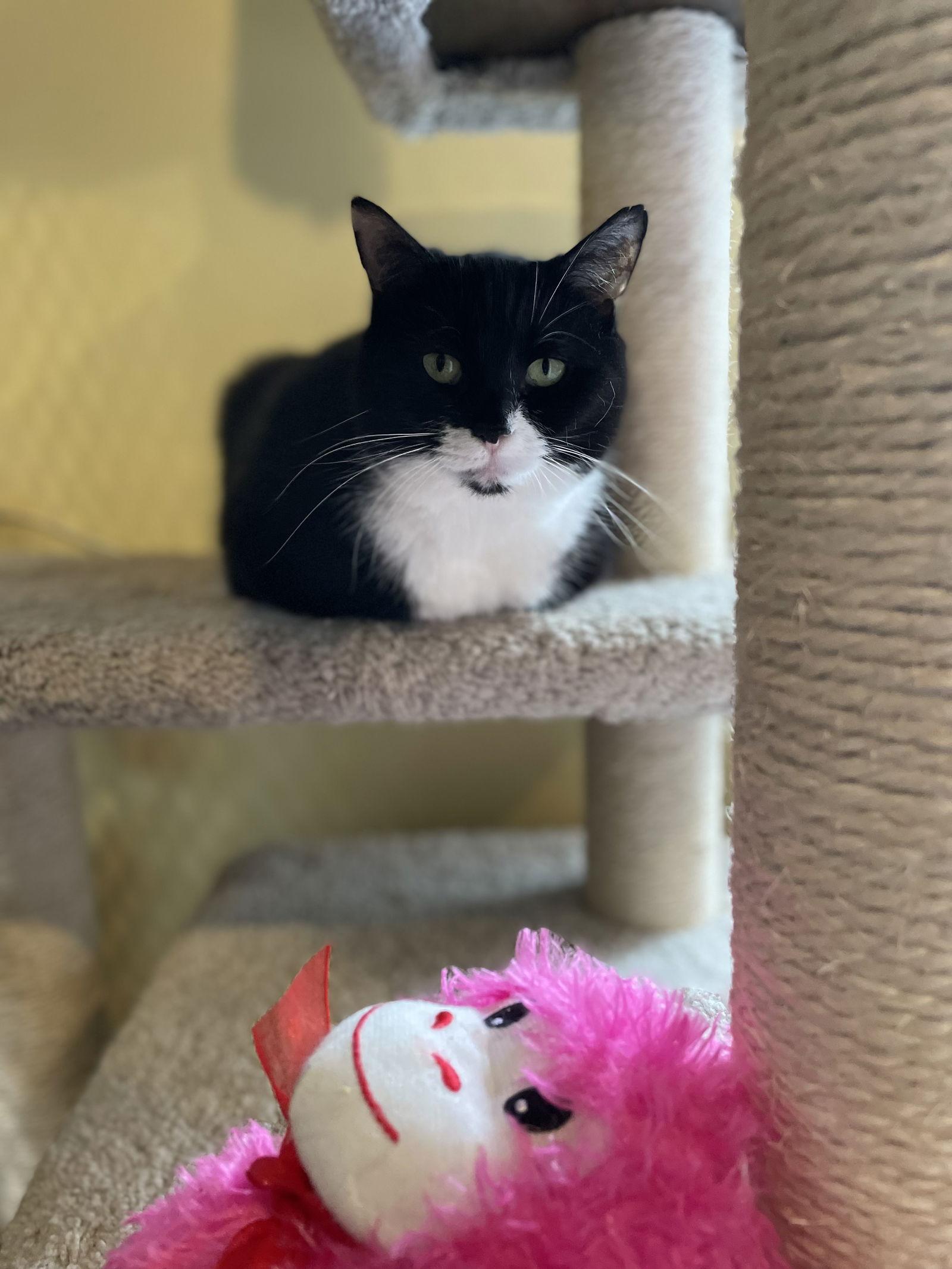 Enlarge Charlie, a Adoptable Domestic Short Hair in Ranson, WV image 2/3