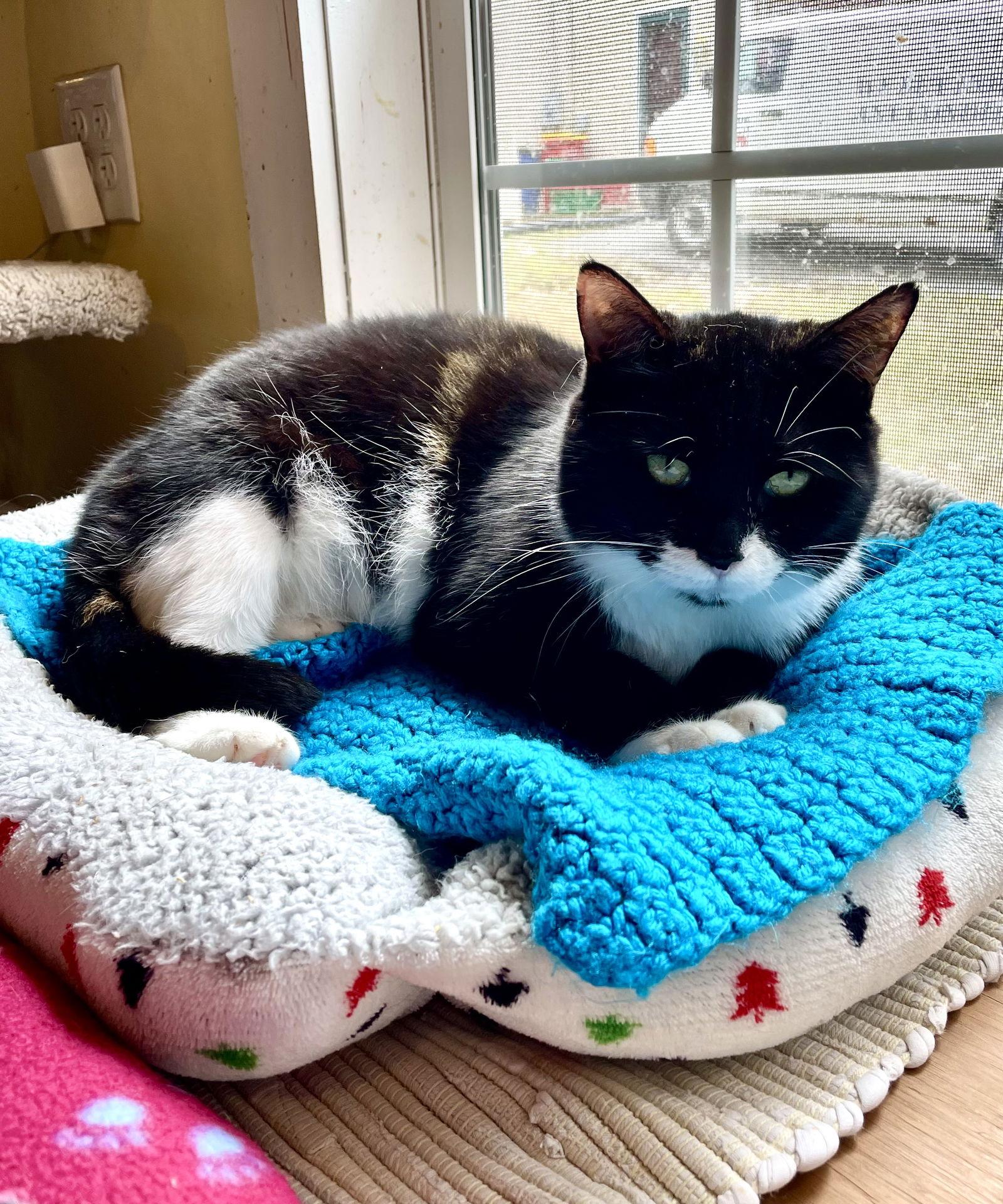 Enlarge Charlie, a Adoptable Domestic Short Hair in Ranson, WV image 3/3