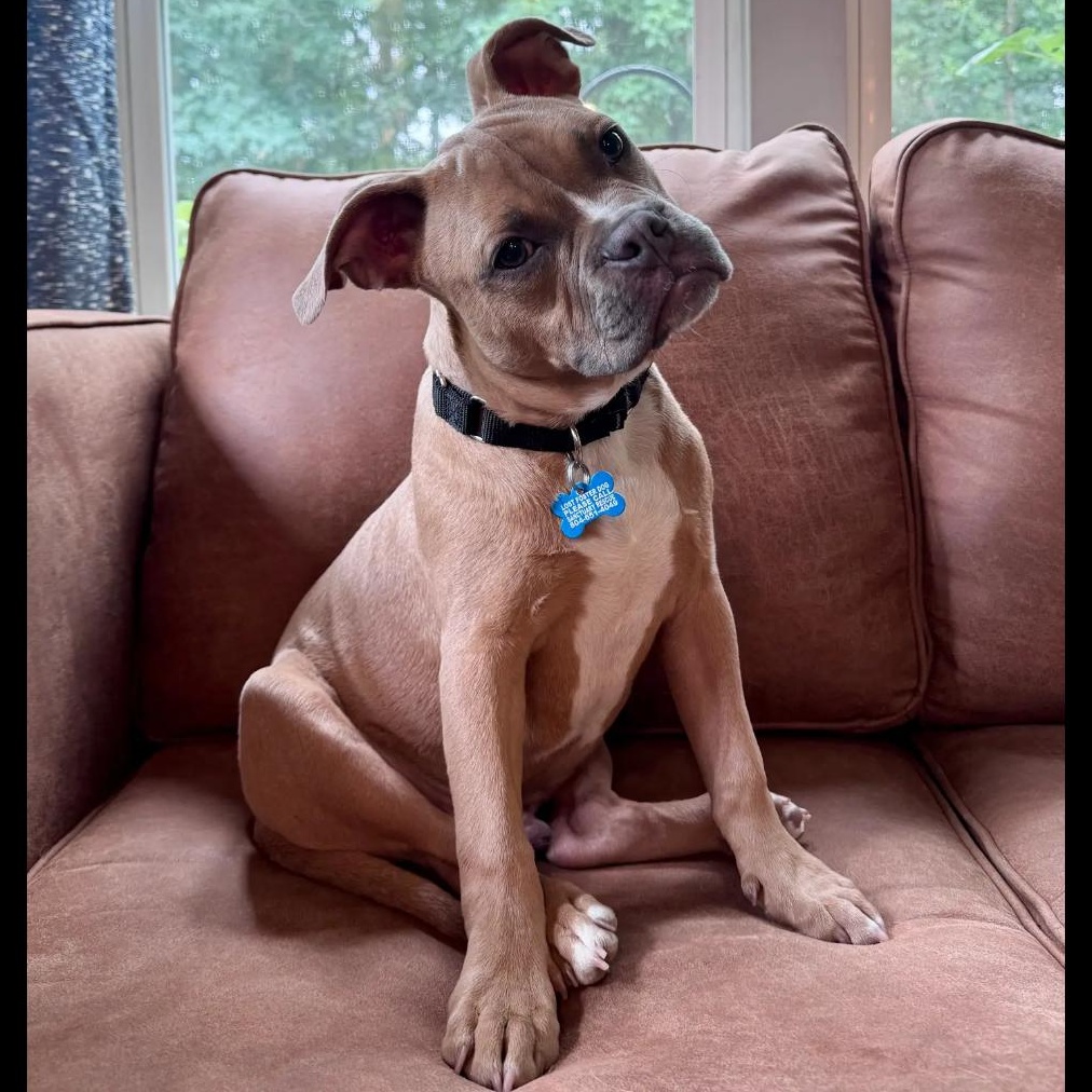 Enlarge Clutch, a ADOPTABLE mixed breed in Midlothian, VA image 2/6