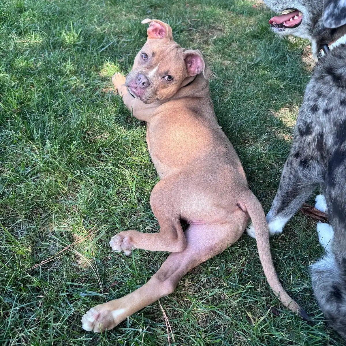 Enlarge Clutch, a ADOPTABLE mixed breed in Midlothian, VA image 6/6