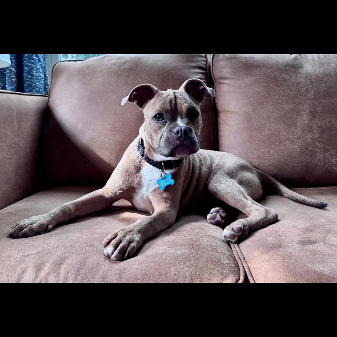 Enlarge Clutch, a ADOPTABLE mixed breed in Midlothian, VA image 3/6
