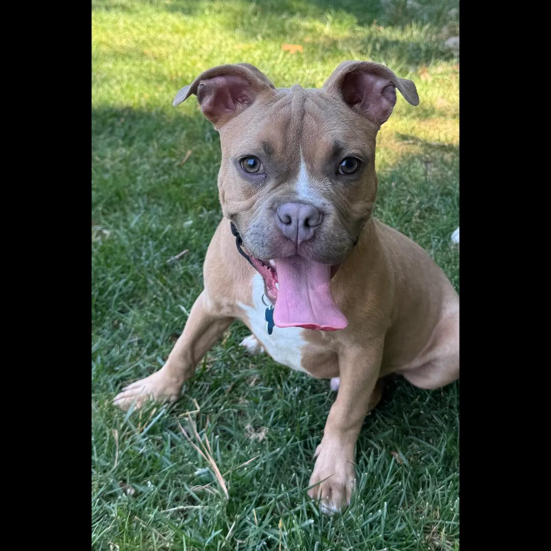 Enlarge Clutch, a ADOPTABLE mixed breed in Midlothian, VA image 4/6