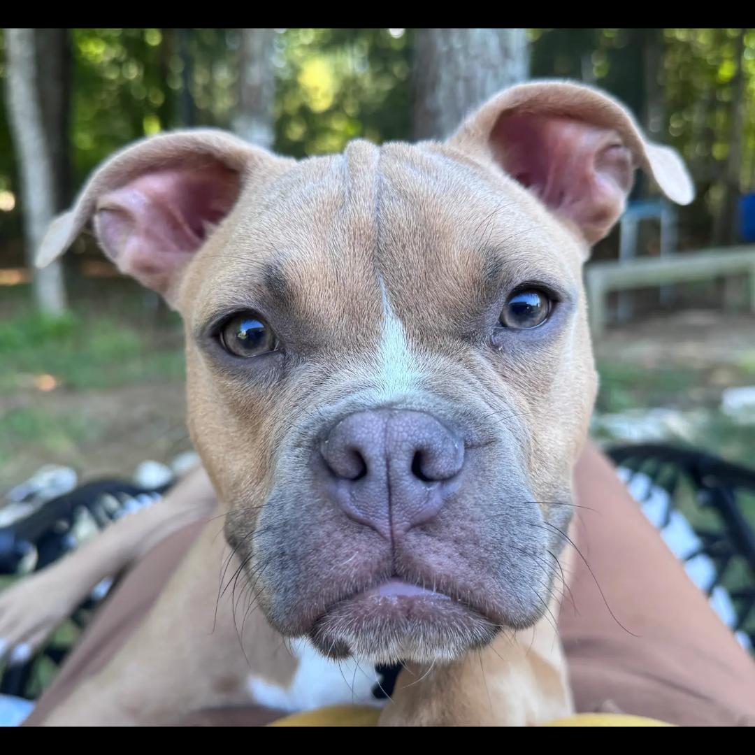 Clutch, ADOPTABLE, Puppy Male American Bully & Boxer.