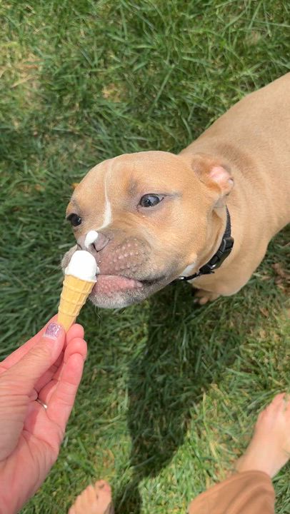 Enlarge Clutch, a ADOPTABLE mixed breed in Midlothian, VA video 5/6