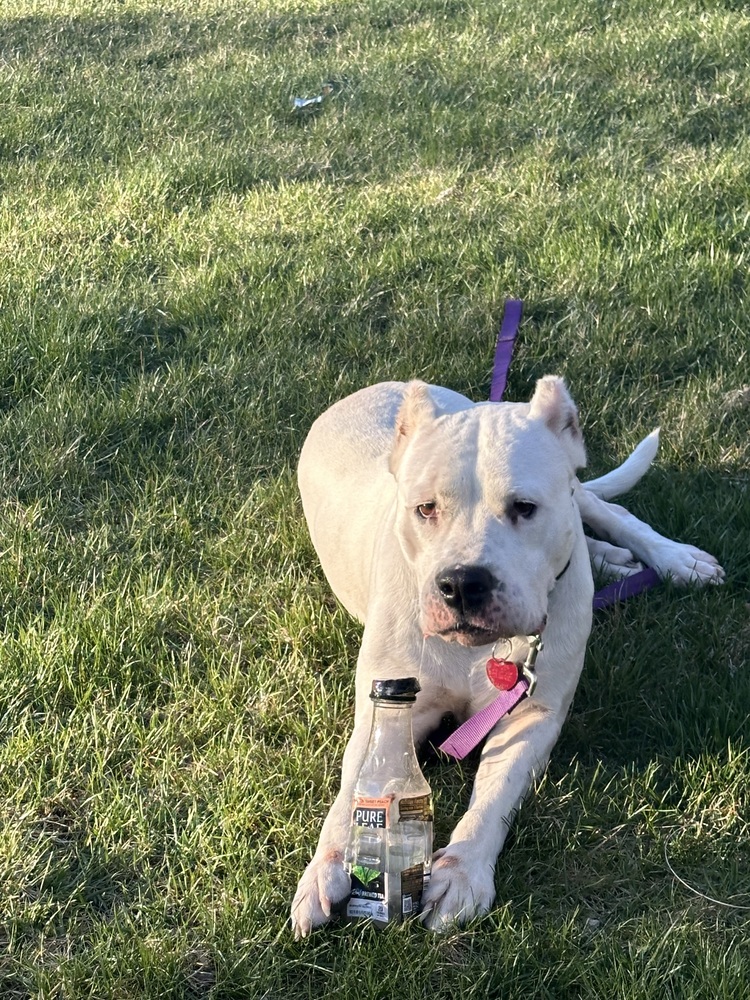 Tori, a Adoptable Dogo Argentino in Springfield, VA image 1/2